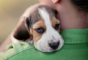 ביטוח רפואי לחיות מחמד