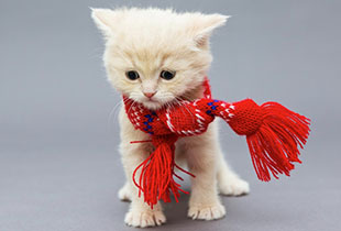 השוואת ביטוח חיות מחמד