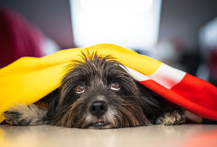 פתרונות ביטוח חיות מחמד